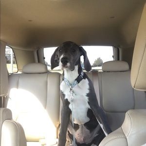 Meet your Posher, Muriel